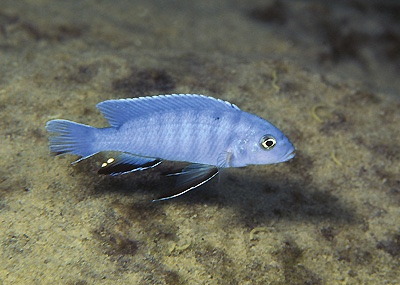 Chindongo socolofi 'Mbweca Rocks'